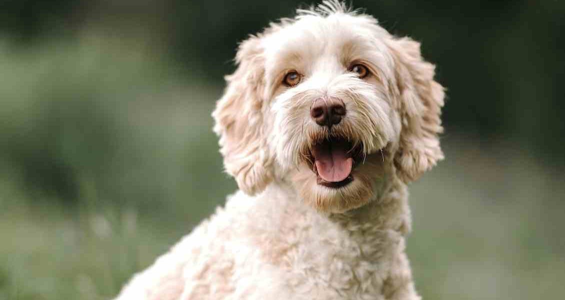 hond met krullen