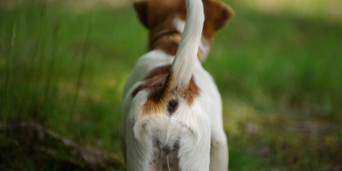 hond rent achter staart aan