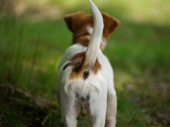 hond rent achter staart aan
