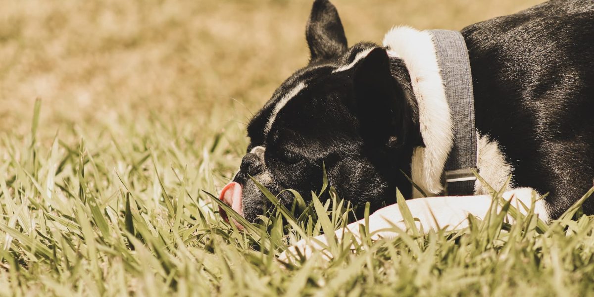 hond rolt in gras