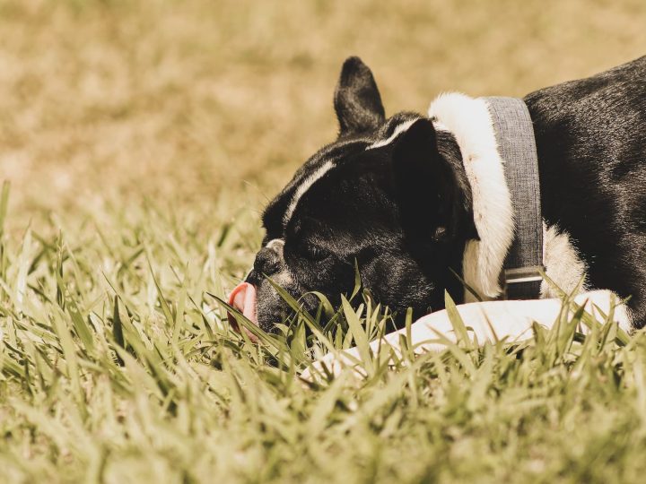 hond rolt in gras