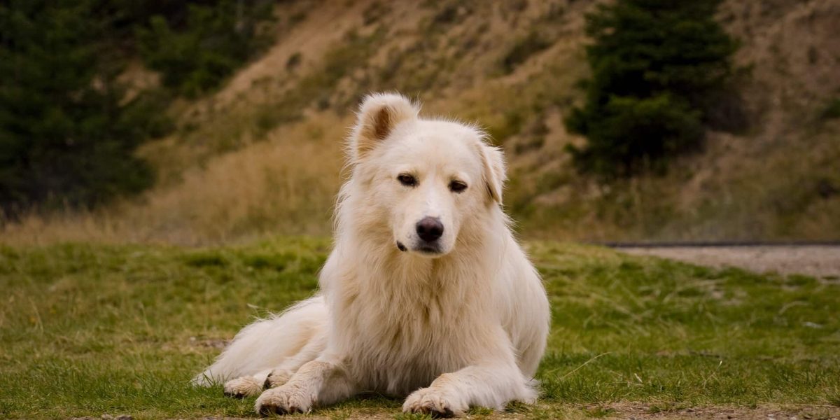 karpatische herder