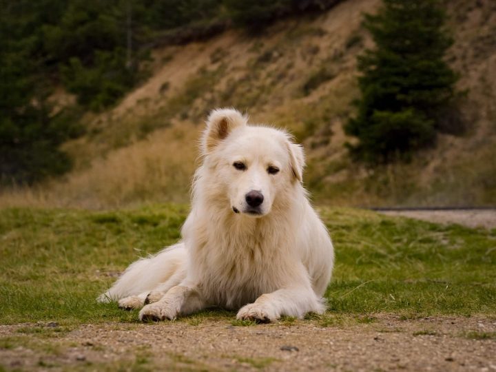 karpatische herder