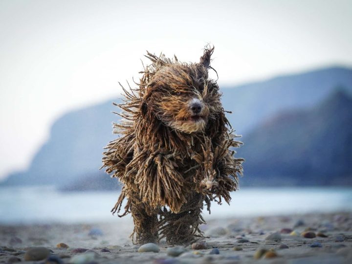 komondor