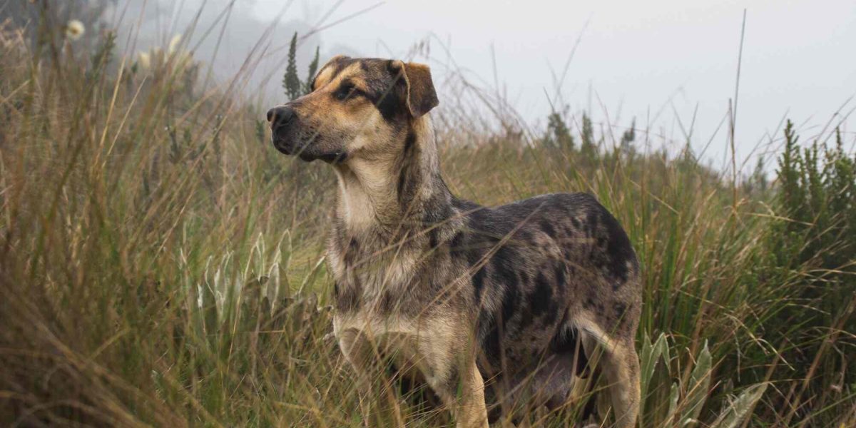 kroatische herder
