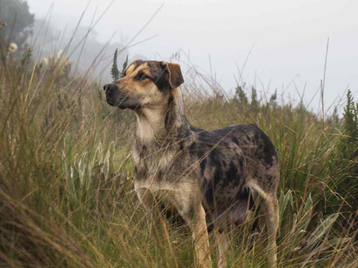 kroatische herder