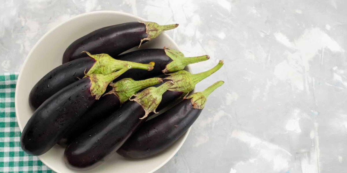 mag een hond aubergine