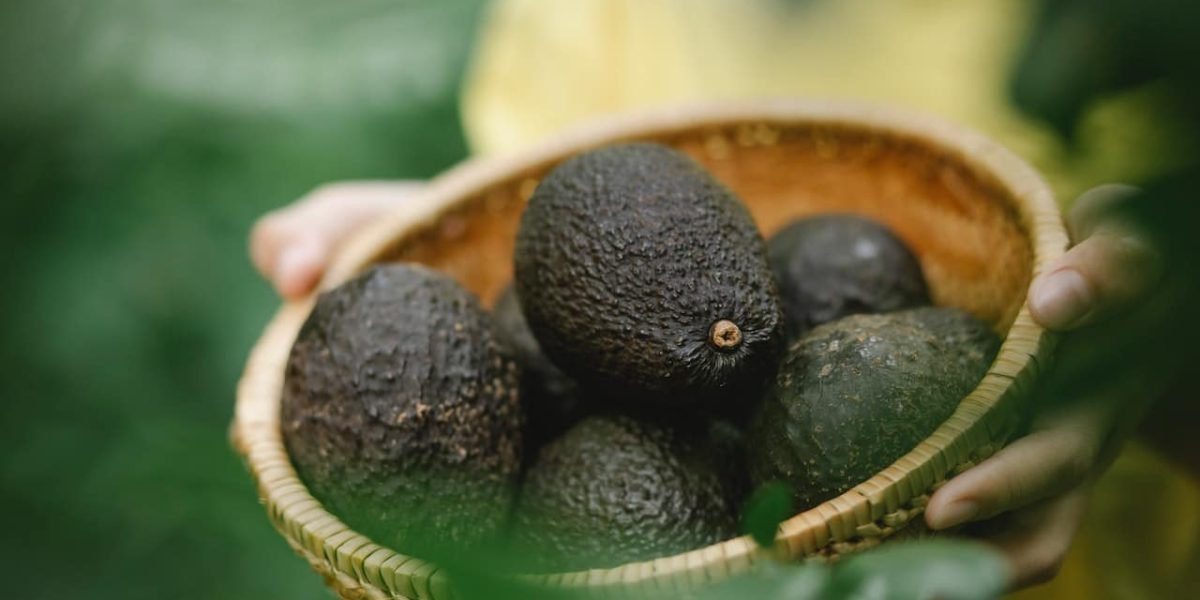mag een hond avocado