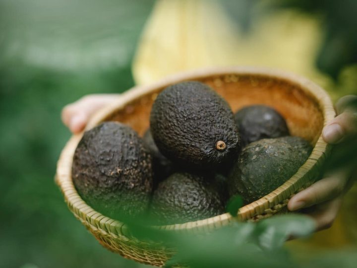 mag een hond avocado