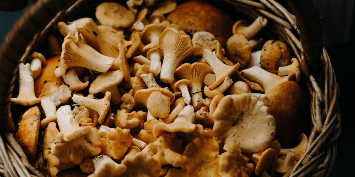 mag een hond champignons
