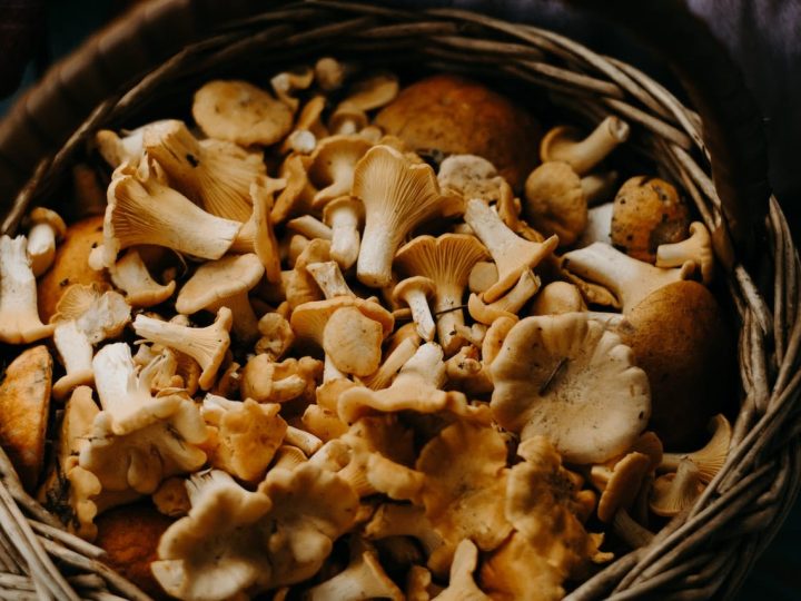 mag een hond champignons