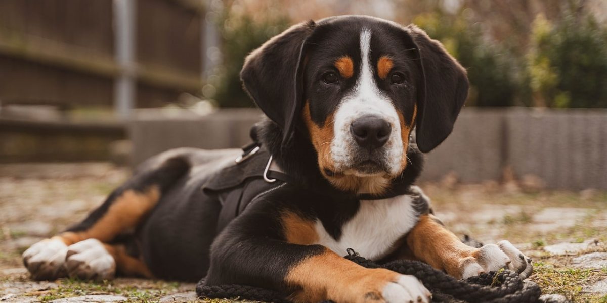 mag een hond leverworst