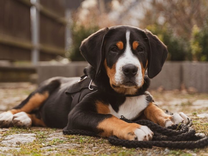 mag een hond leverworst