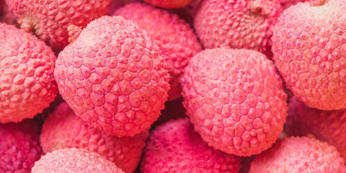 mag een hond lychee