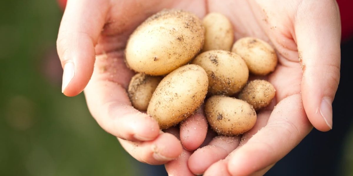 mag een hond rauwe aardappel