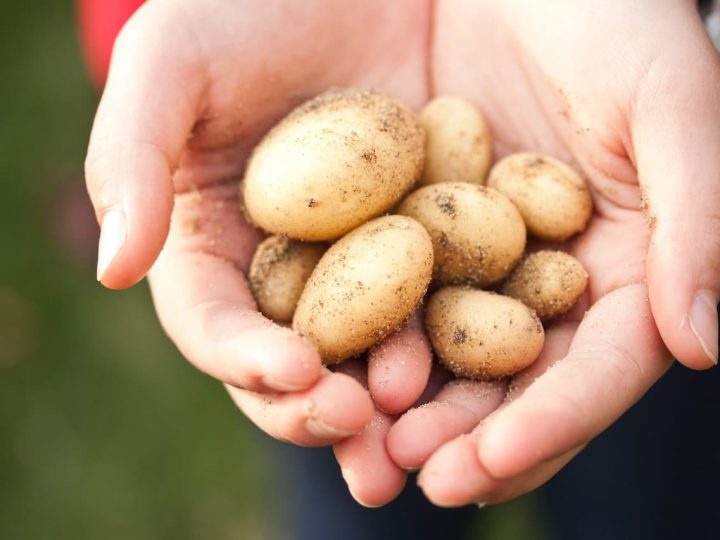 mag een hond rauwe aardappel