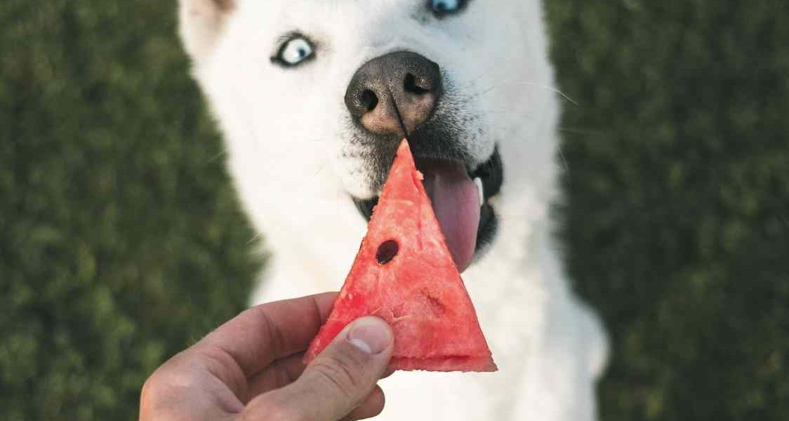 mag een hond watermeloen