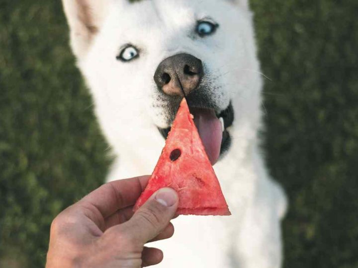 mag een hond watermeloen