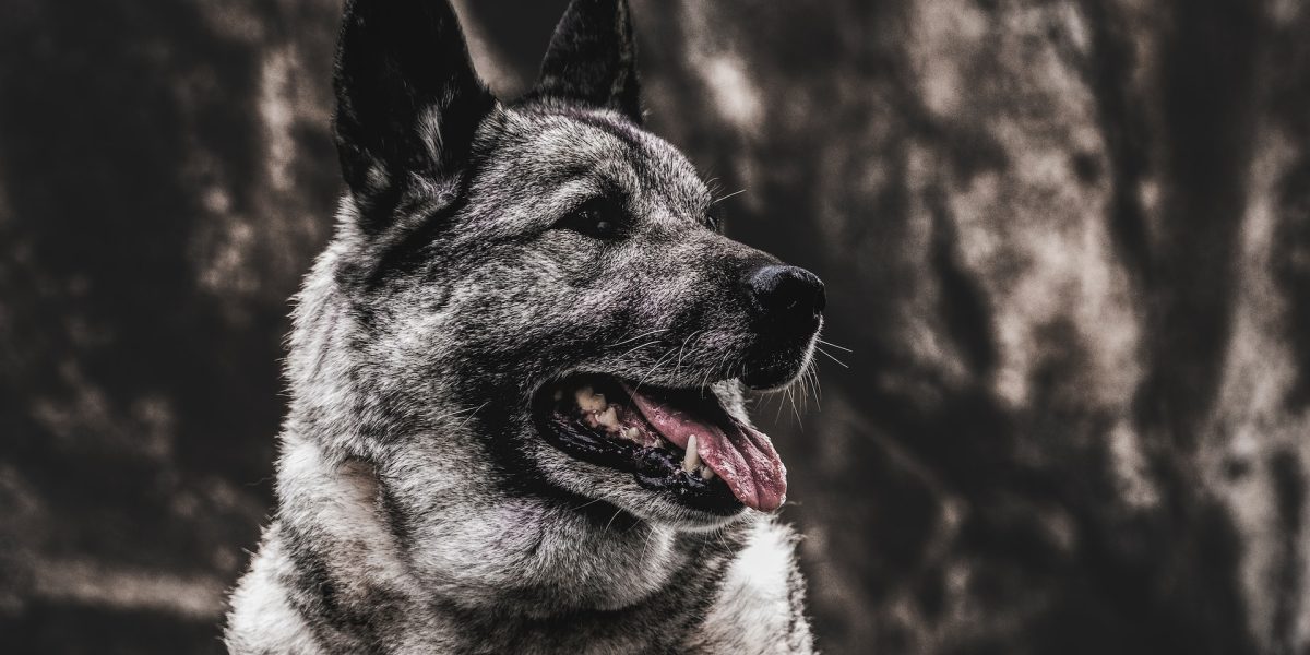 noorse elandhond
