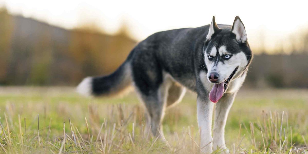 oost siberische laika
