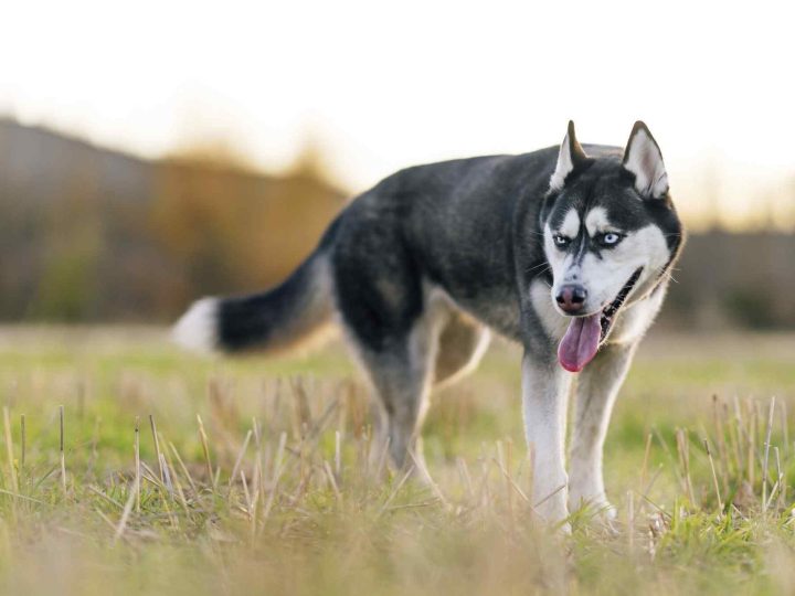 oost siberische laika