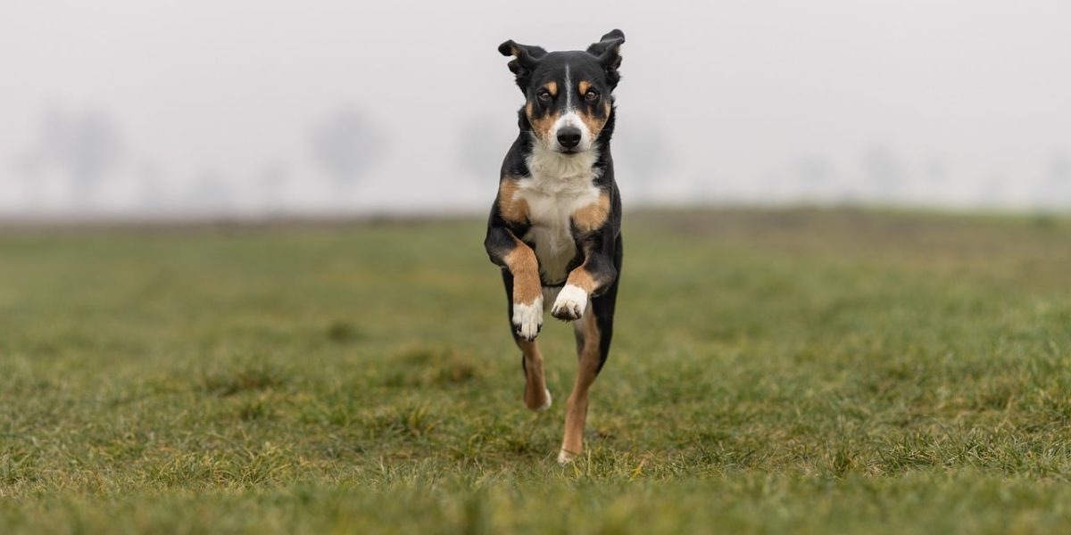 oostenrijkse pinscher