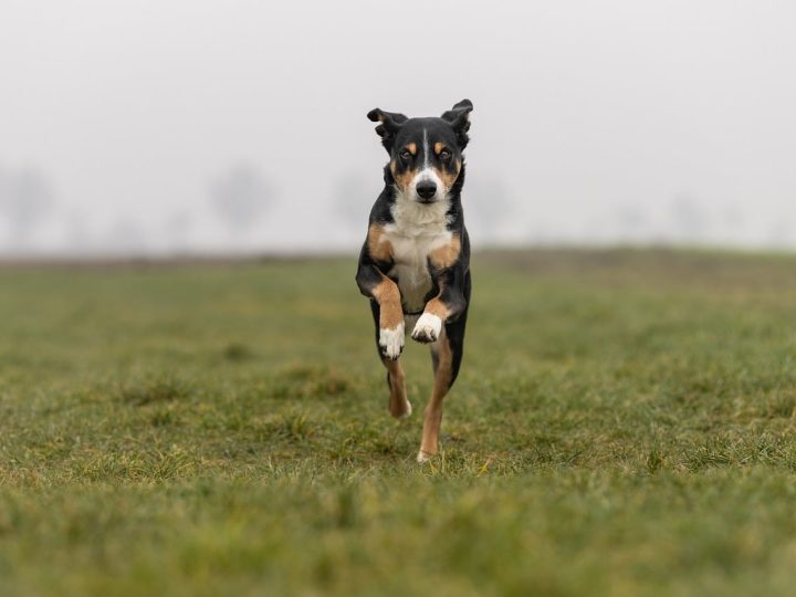 oostenrijkse pinscher