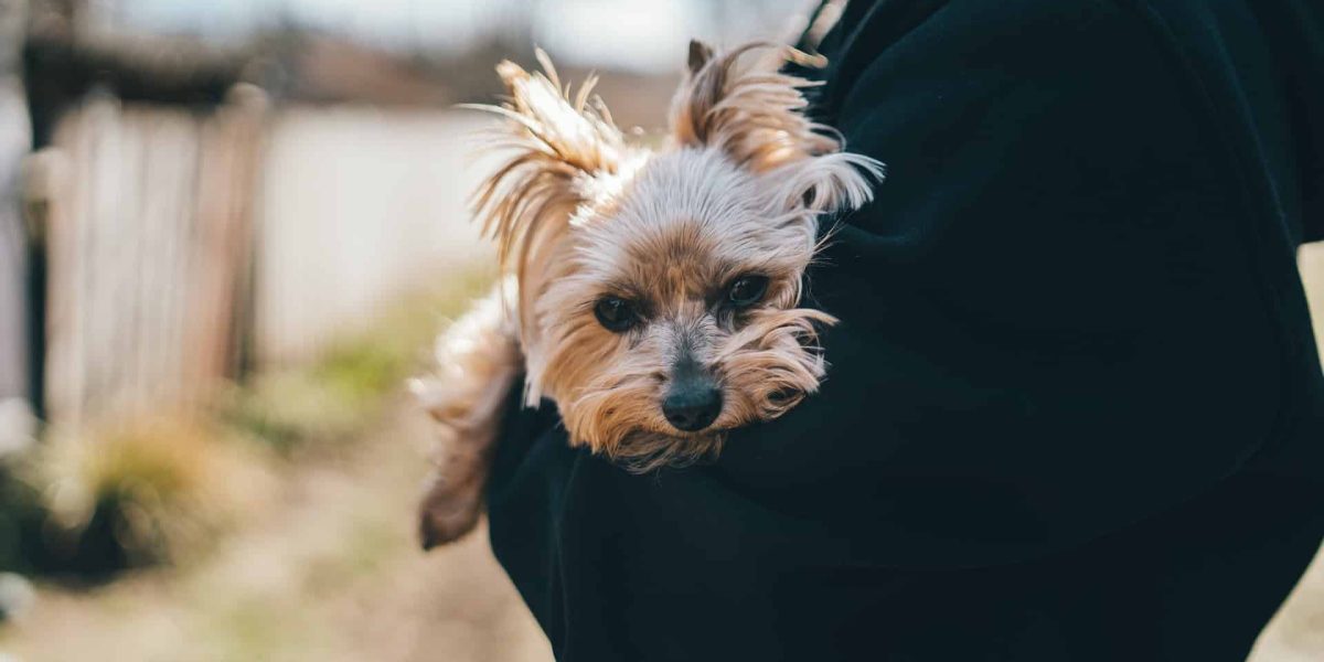 prins puppy brokken