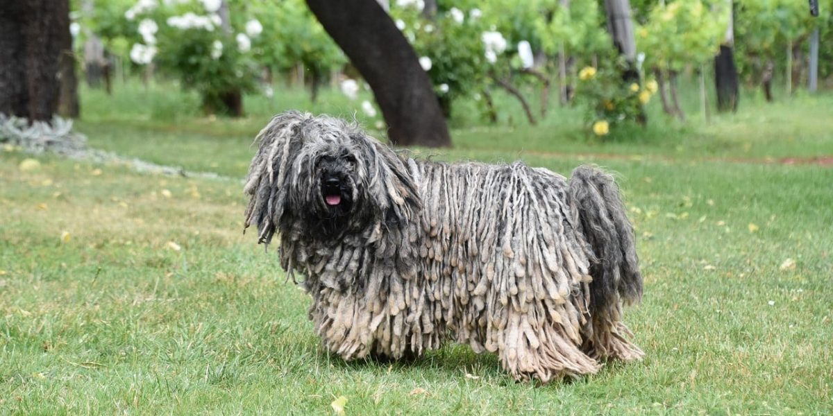 puli