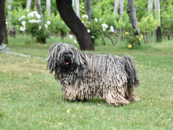 puli