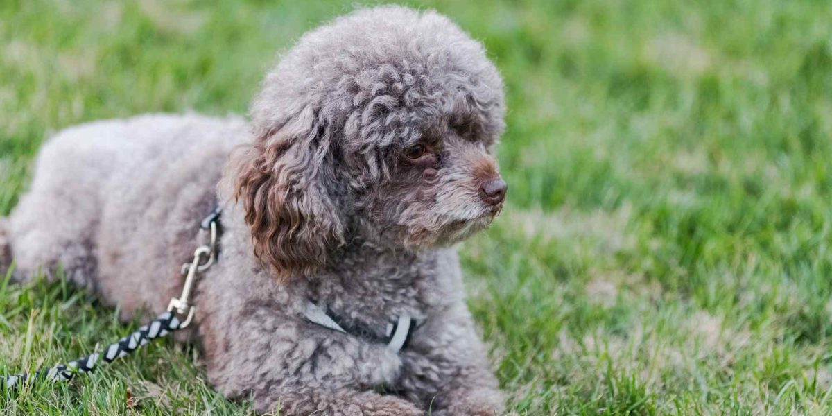 pumi