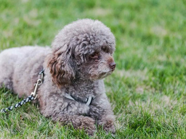 pumi