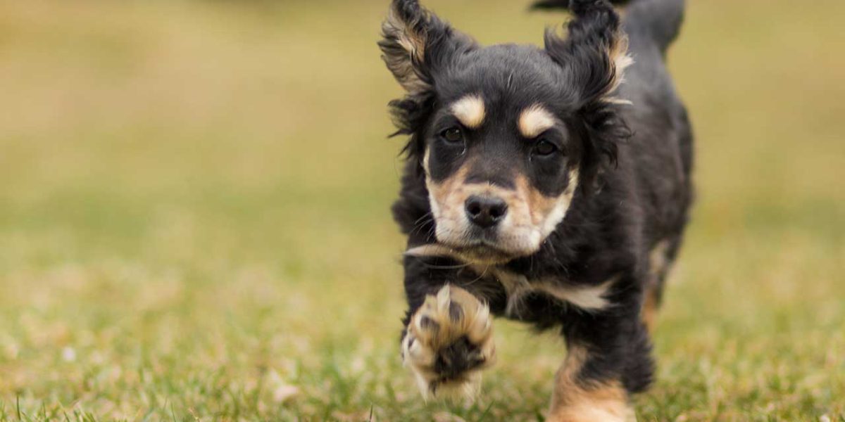 puppy voer royal canin
