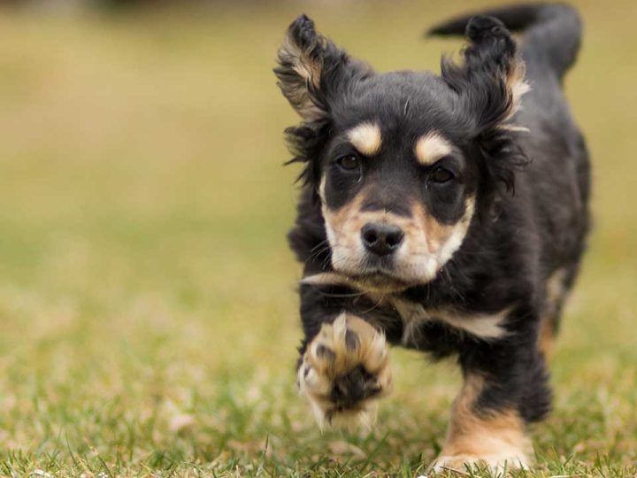 puppy voer royal canin