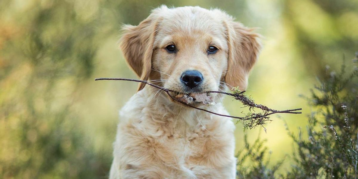 puppybrokken