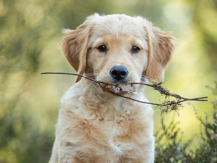 puppybrokken