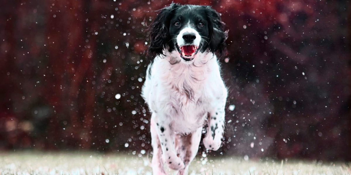 royal canin hondenvoer