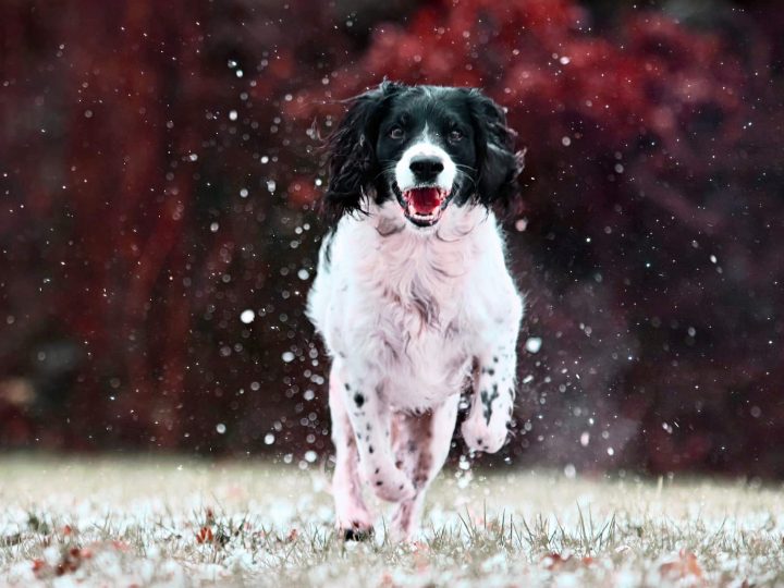 royal canin hondenvoer