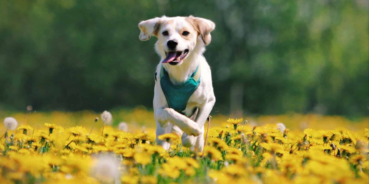 royal canin puppy brokken