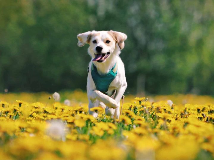 royal canin puppy brokken