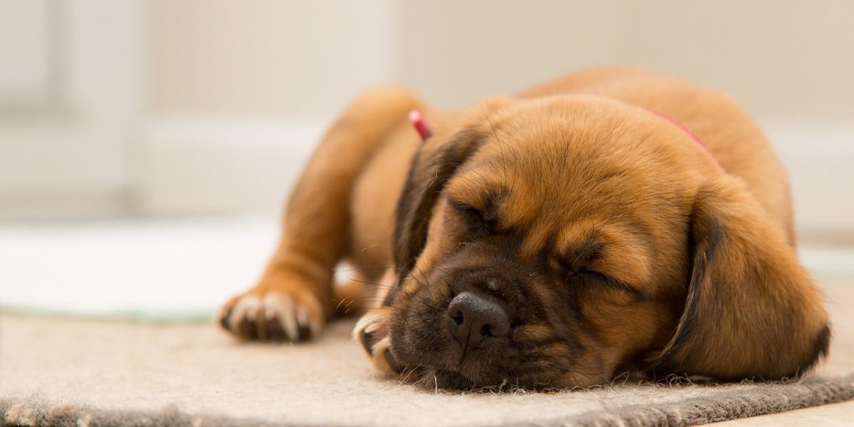 snoozle hondenkussen