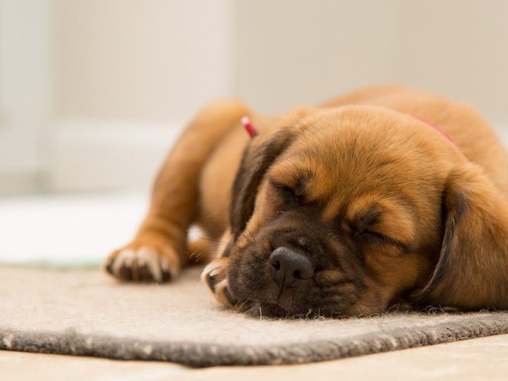 snoozle hondenkussen