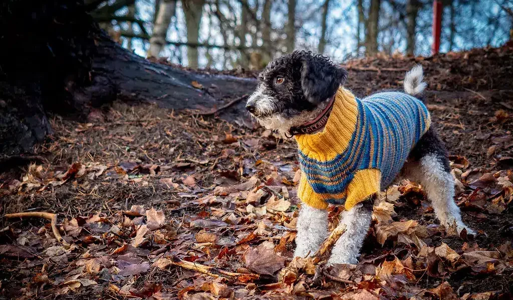 spaanse waterhond