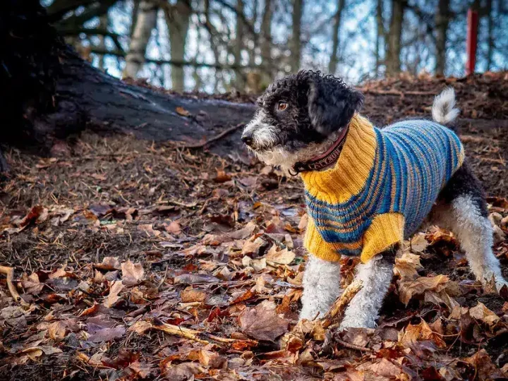 spaanse waterhond