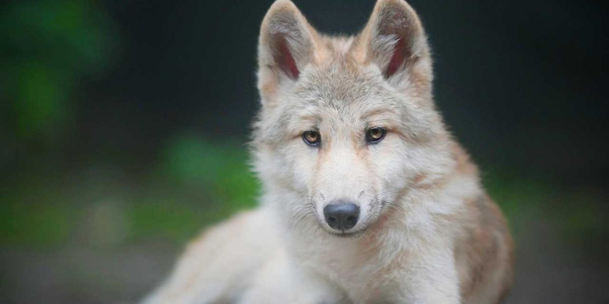 tsjechoslowaakse wolfhond