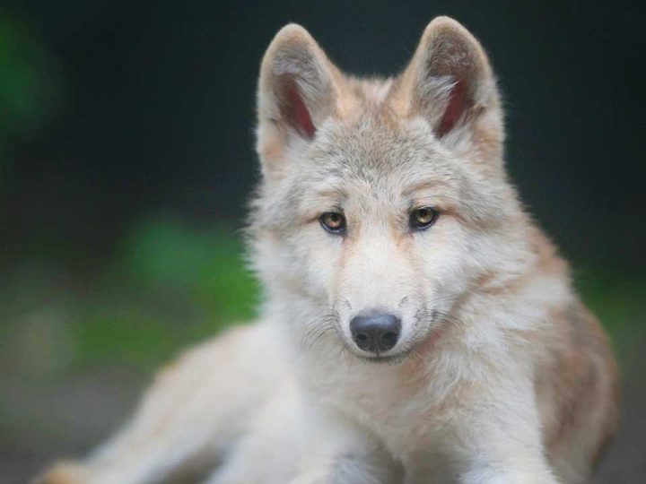 tsjechoslowaakse wolfhond