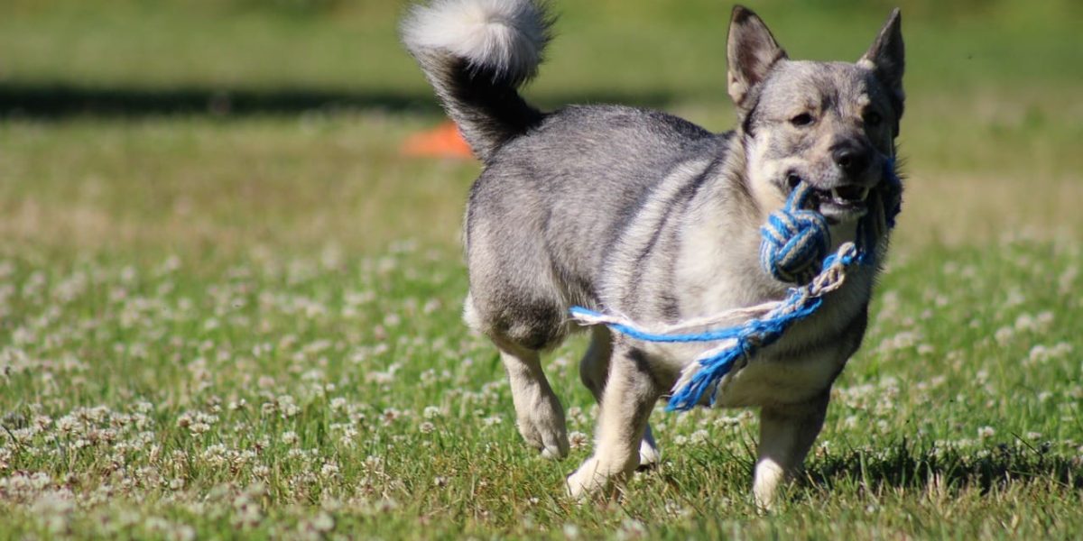 zweedse vallhund