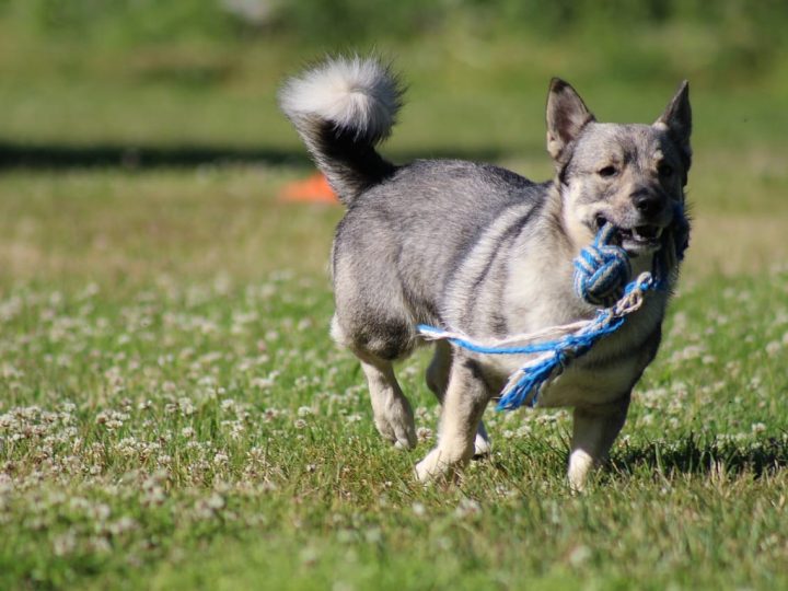 zweedse vallhund
