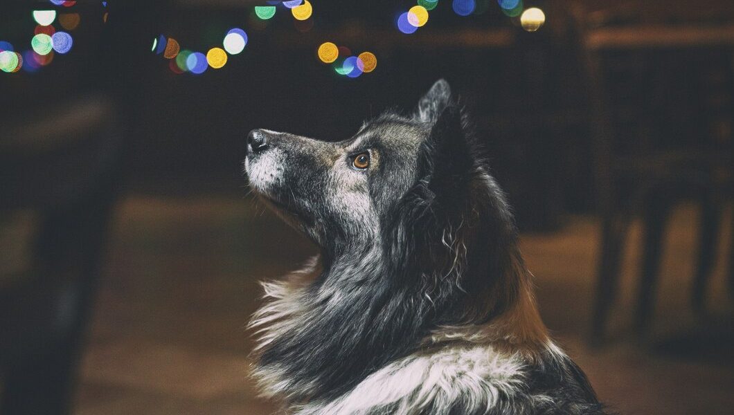 vuurwerkangst hond