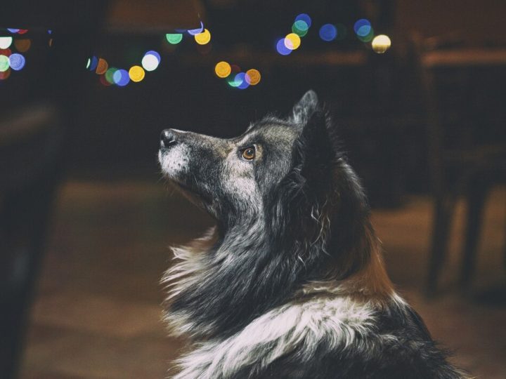 vuurwerkangst hond